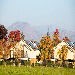 Orchard Village Apartments